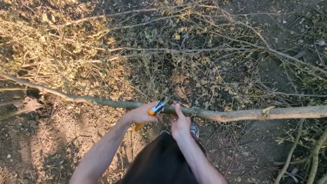 Pruning & sorting